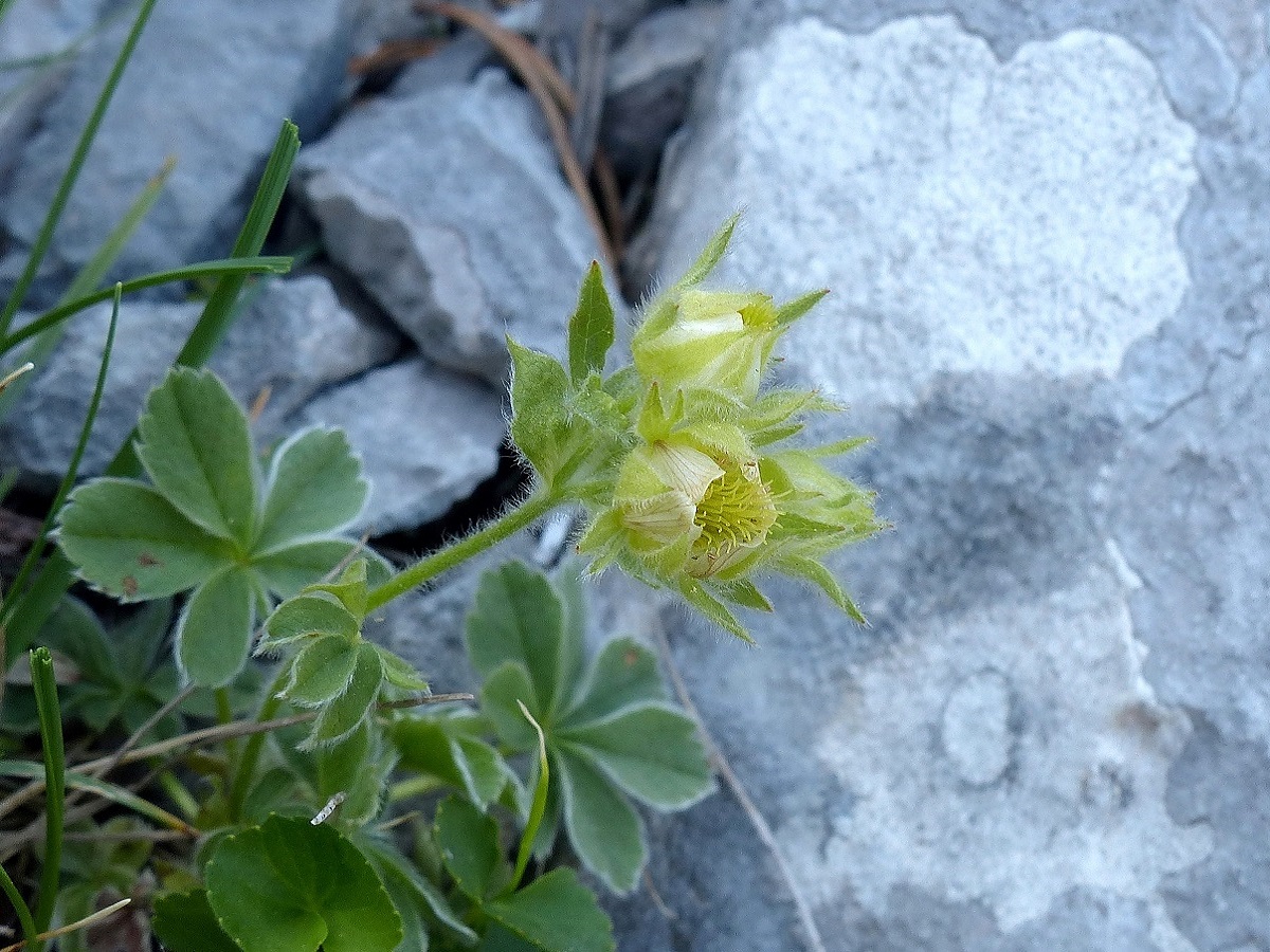 Potentilla nivalis subsp. nivalis (Rosaceae)